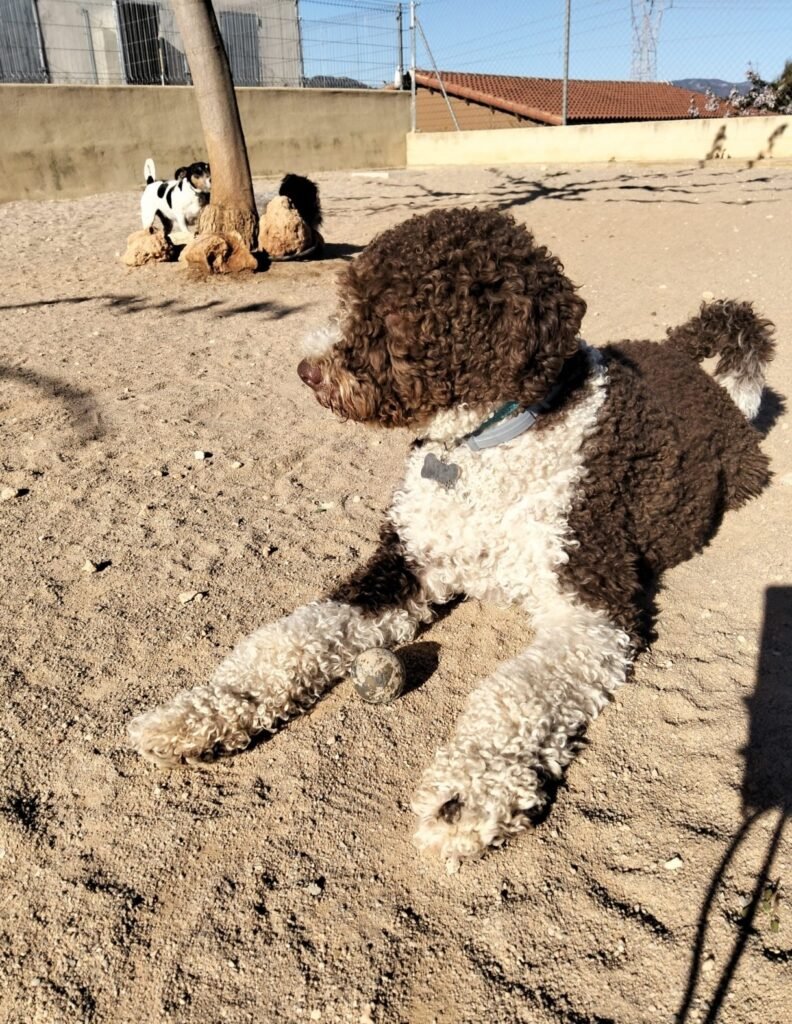 residencia canina sagunto