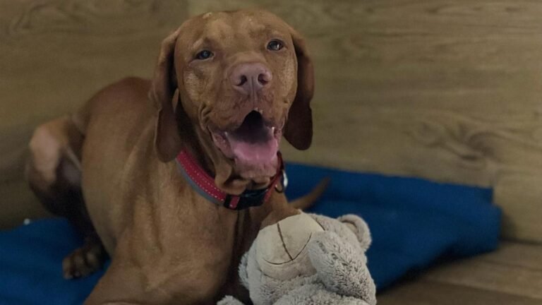 residencia canina soria