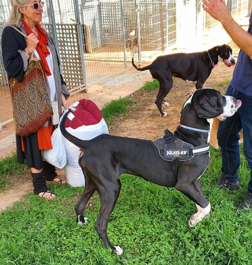 residencia canina vilamarxant