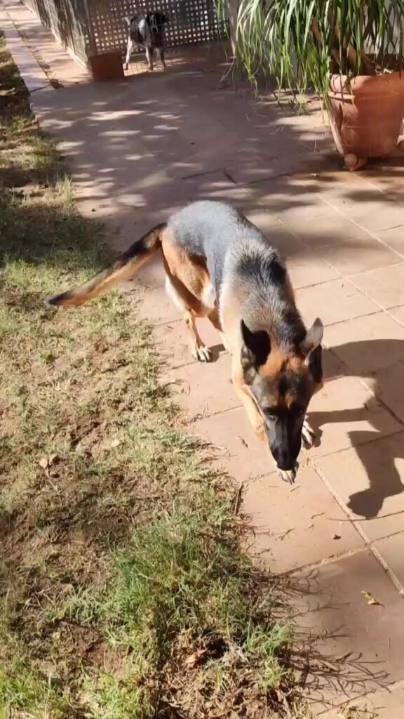 residencia canina vilamarxant