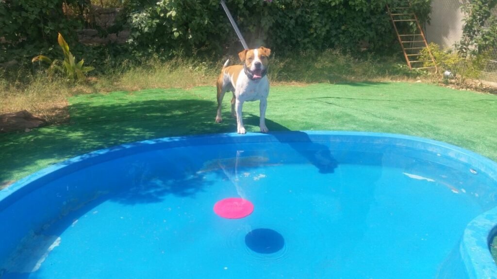 residencia canina vilamarxant