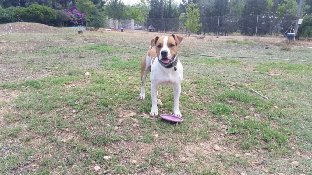 residencia canina vilamarxant