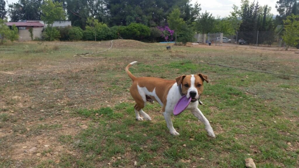 residencia canina vilamarxant