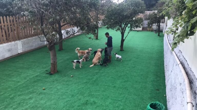 Residencia Canina ResiMascotas – residencia canina en Santa Cruz de Tenerife