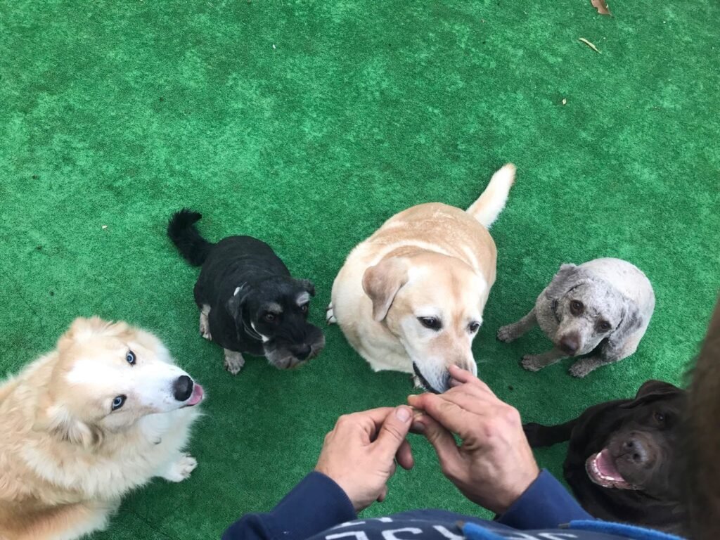 resimascotas