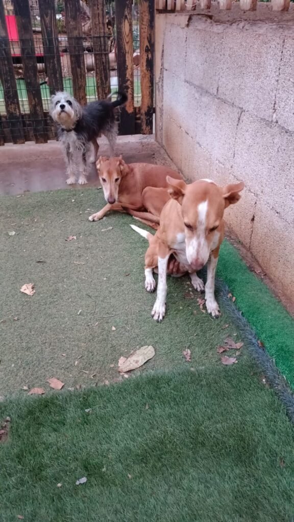 resimascotas