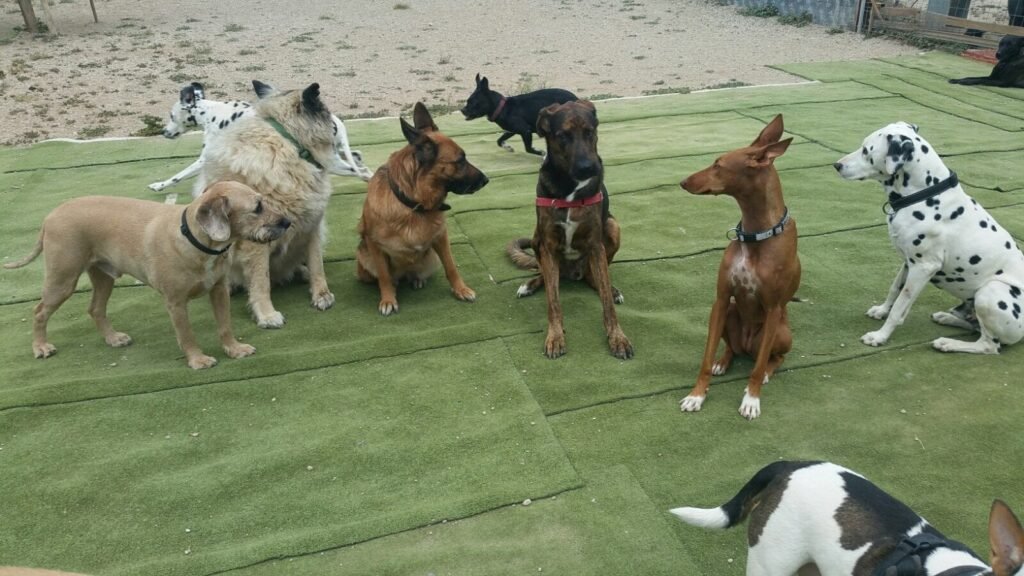 resimascotas