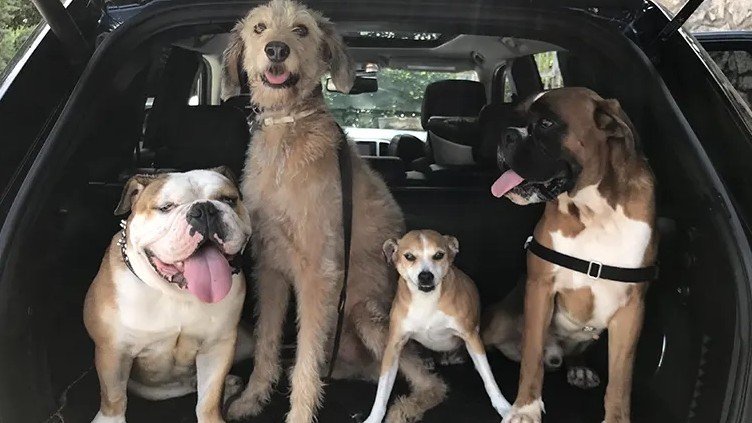 Residencia Canina Revolución Pata – residencia canina en Tarragona