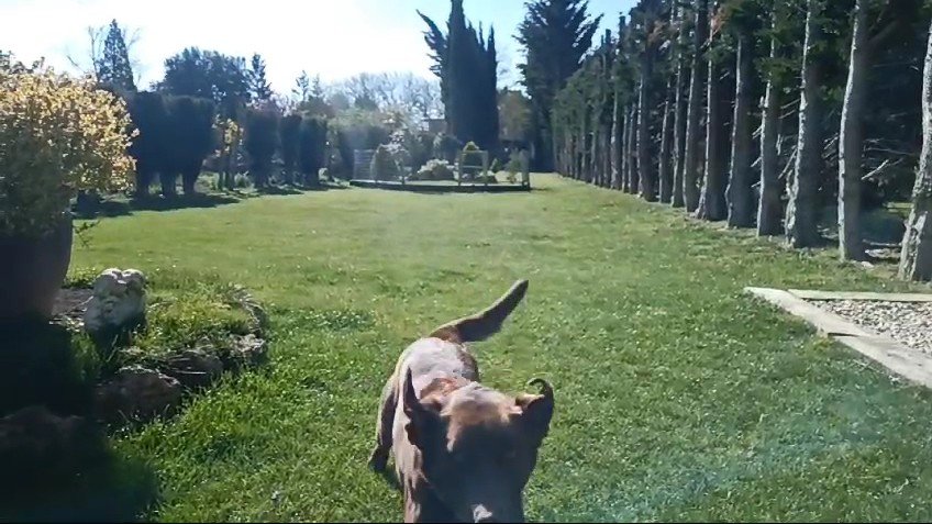 Residencia Canina Ricarama – residencia canina en Burgos
