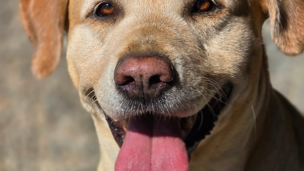 Guardería Canina Rubiacan – residencia canina en Las Palmas