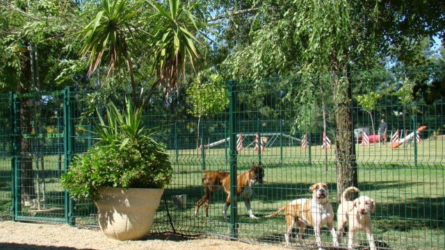 Residencia Canina Ruta de la Plata – residencia canina en Sevilla