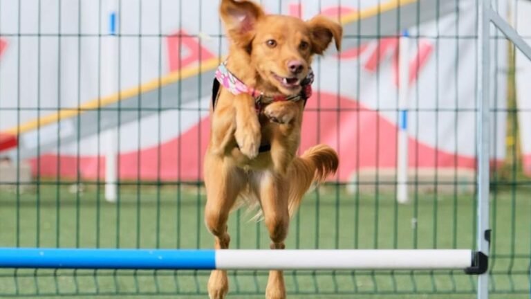 Centro Canino Sa Roca – residencia canina en Zaragoza