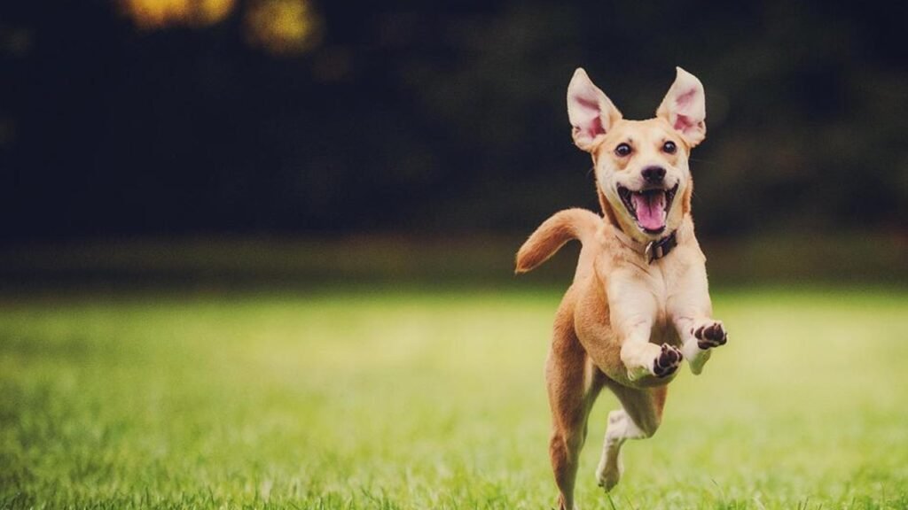 Residencia Canina Saboya – residencia canina en Valencia