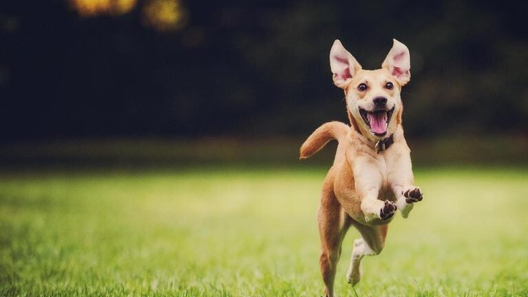 Residencia Canina Saboya – residencia canina en Valencia