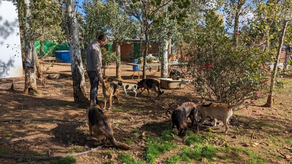 Residencia Canina Sarbecan – residencia canina en Toledo