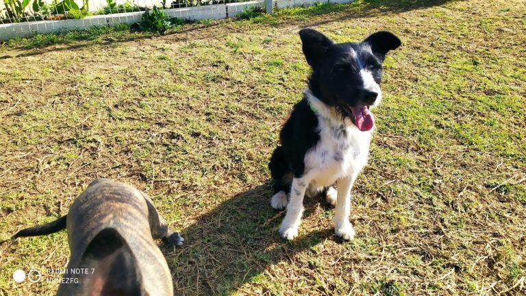 Residencia Canina School4Dogs – residencia canina en Sevilla