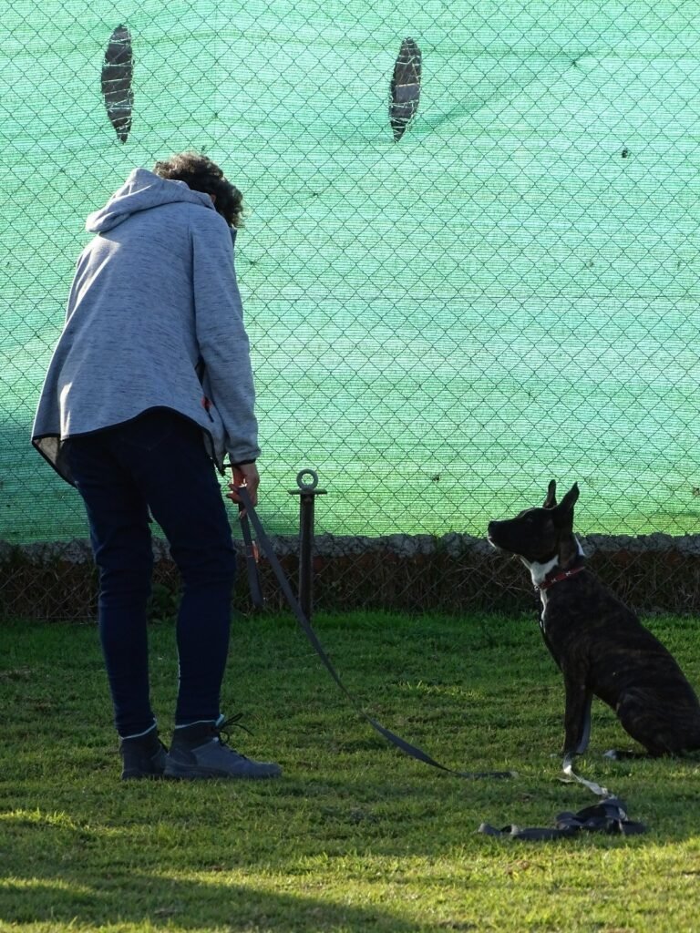 school4dogs