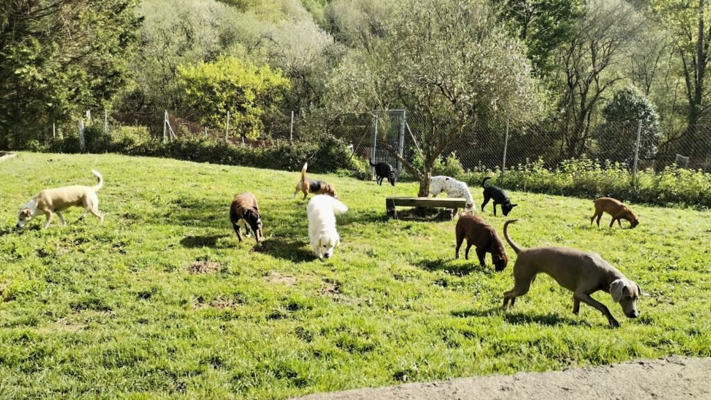 Guardería Canina Servicio Canino Bizkaia – residencia canina en Vizcaya