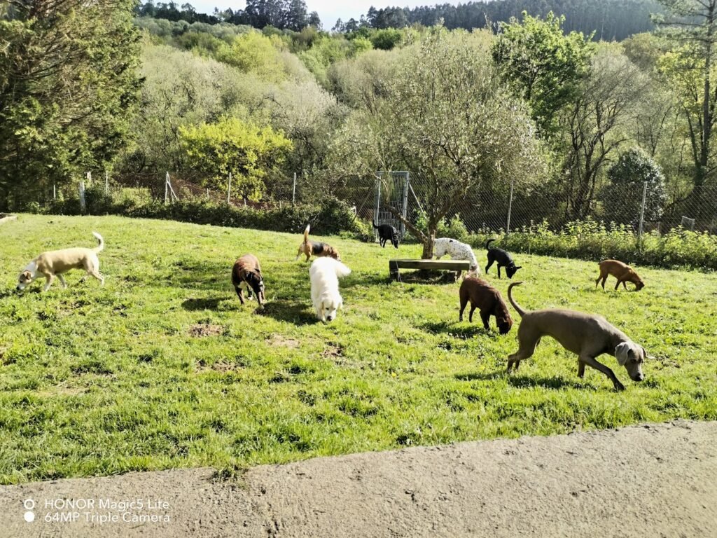 servicio canino bizkaia