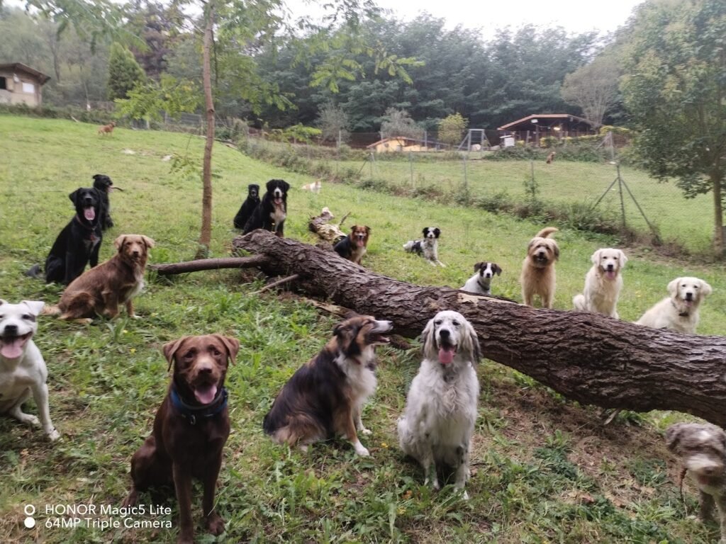 servicio canino bizkaia