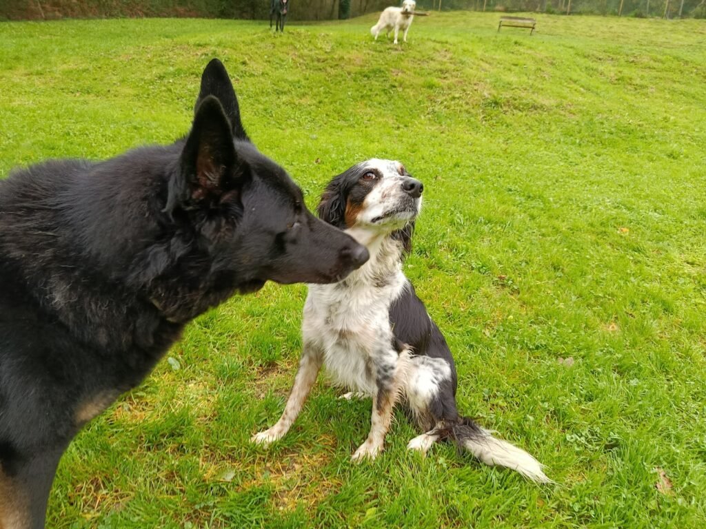 servicio canino bizkaia
