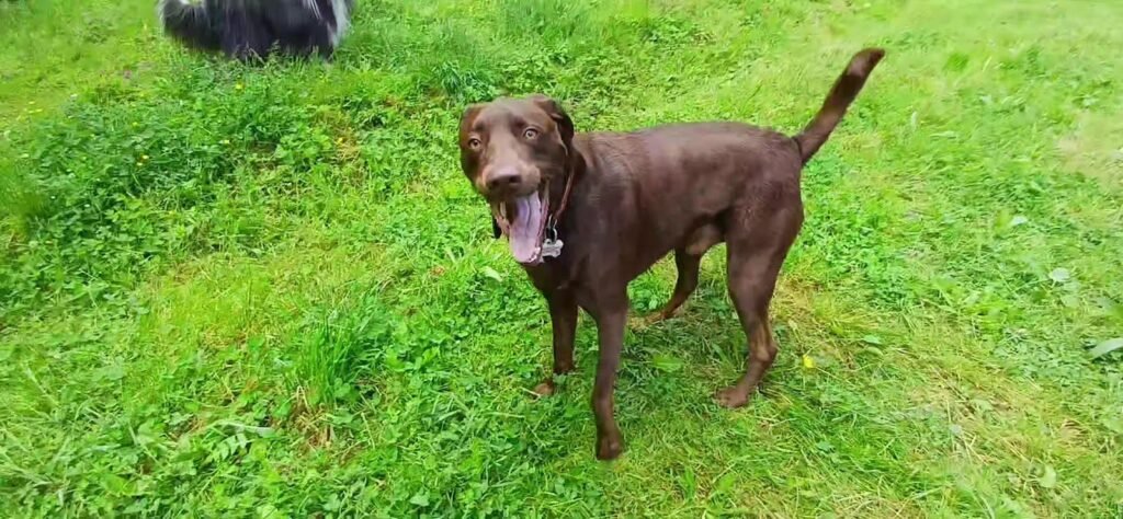 servicio canino bizkaia