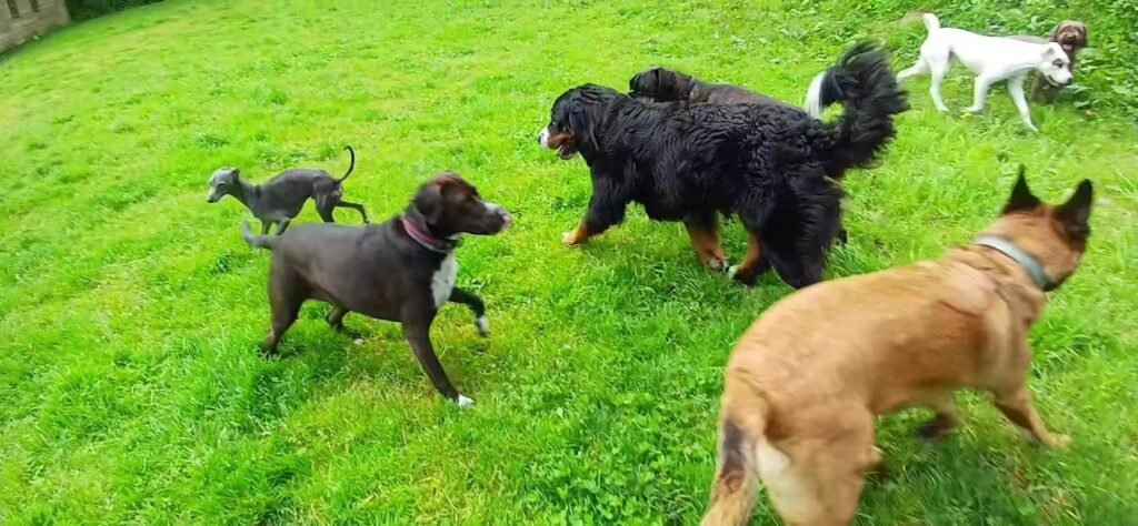 servicio canino bizkaia