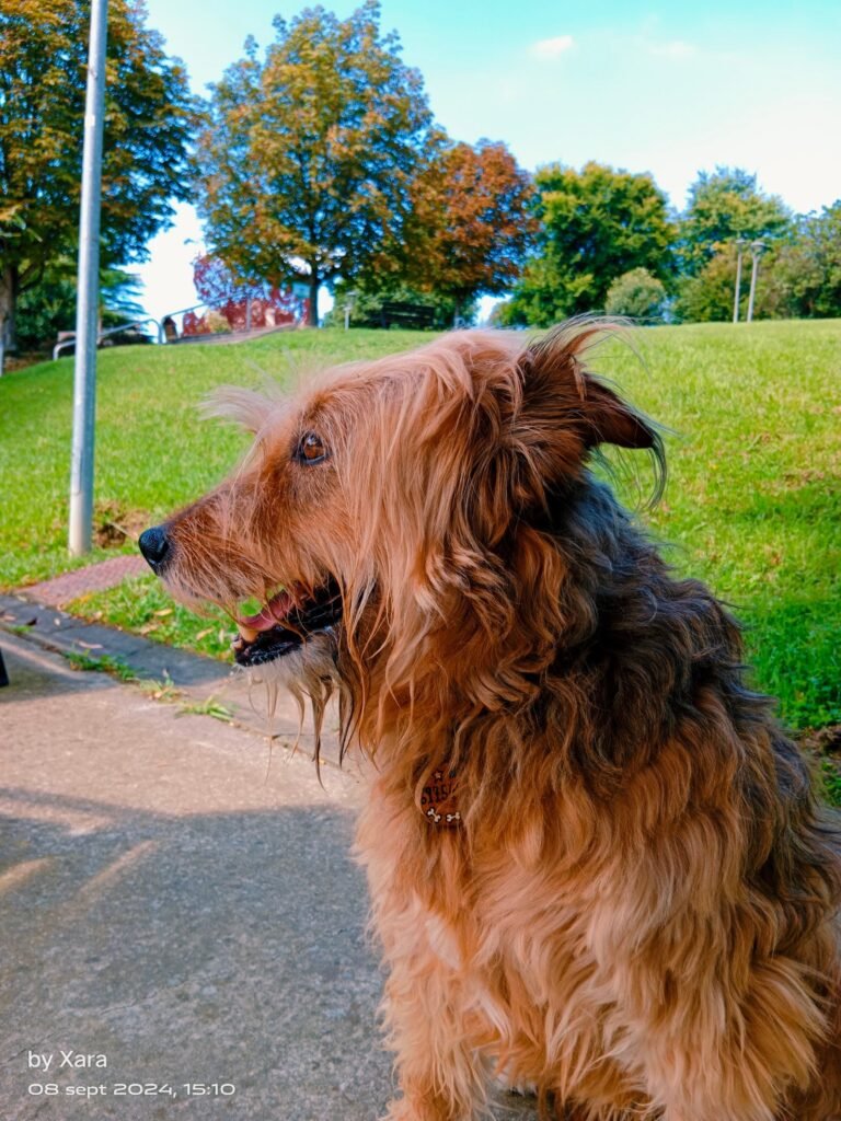 servicio canino bizkaia