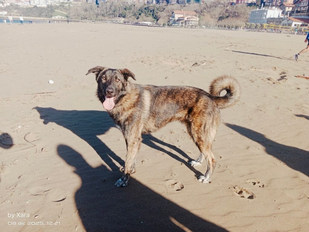 servicio canino bizkaia