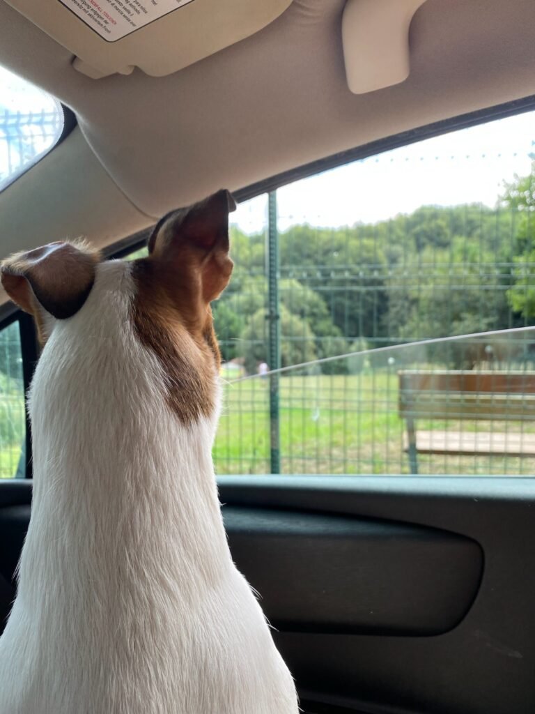 servicio canino bizkaia