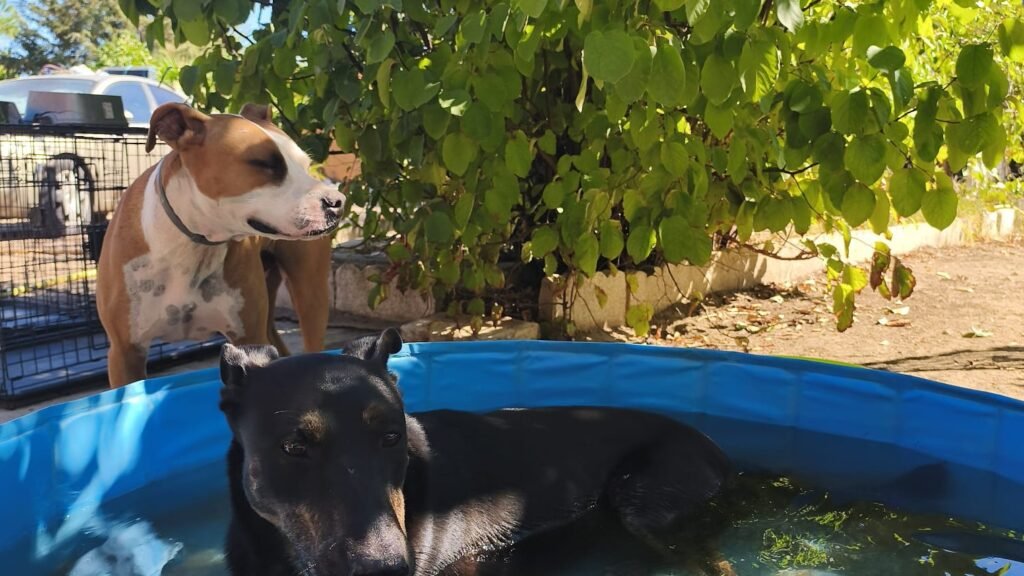 Servicio Canino Extremadura (De pata en pata) – residencia canina en Cáceres