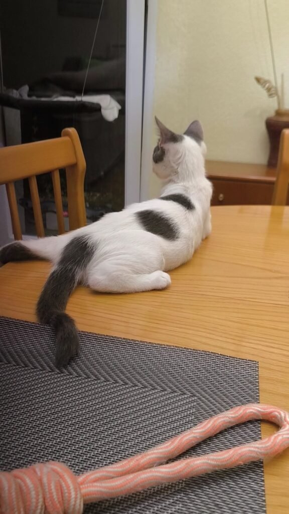 shukama