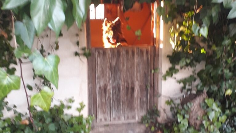 Residencia Canina Sotocampana – residencia canina en Zamora