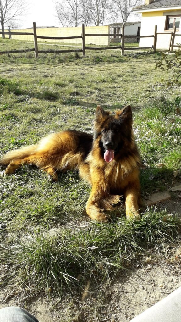 sotocampana