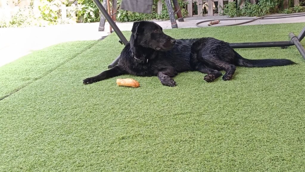 Residencia Canina de Termes – residencia canina en Madrid