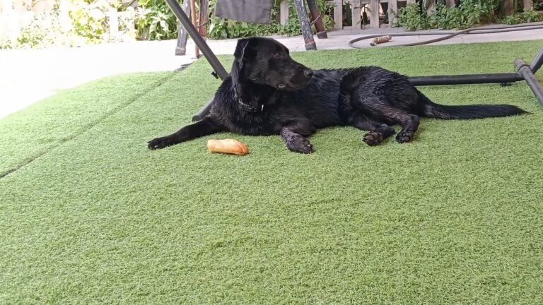 Residencia Canina de Termes – residencia canina en Madrid