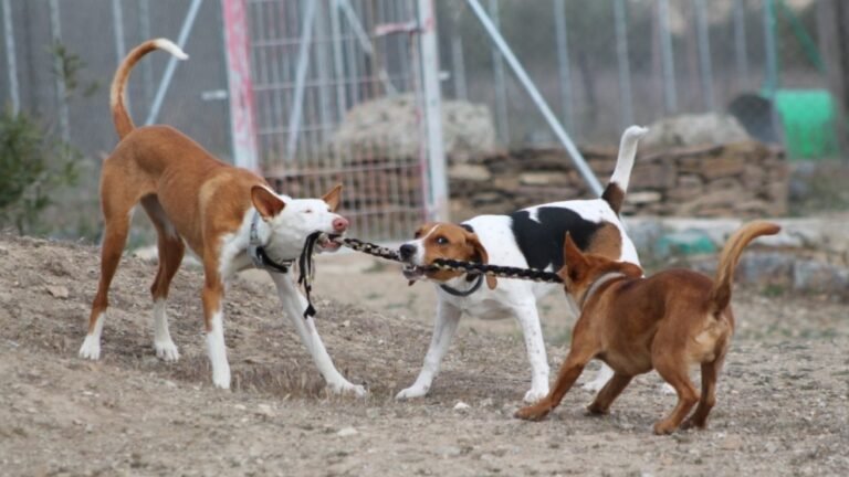 Residencia Canina Territorio Canino – residencia canina en Toledo