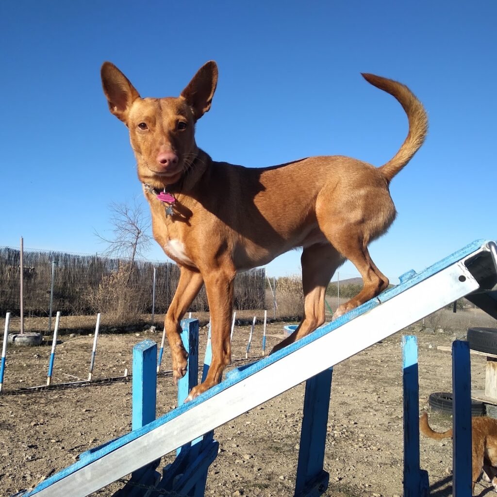 territorio canino