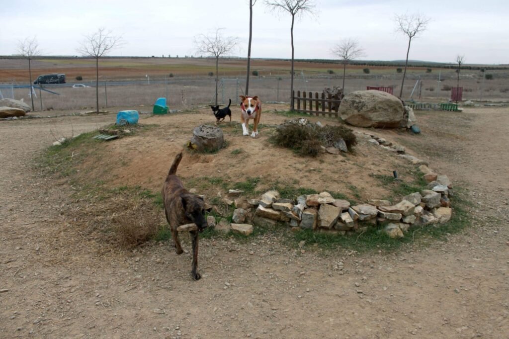 territorio canino