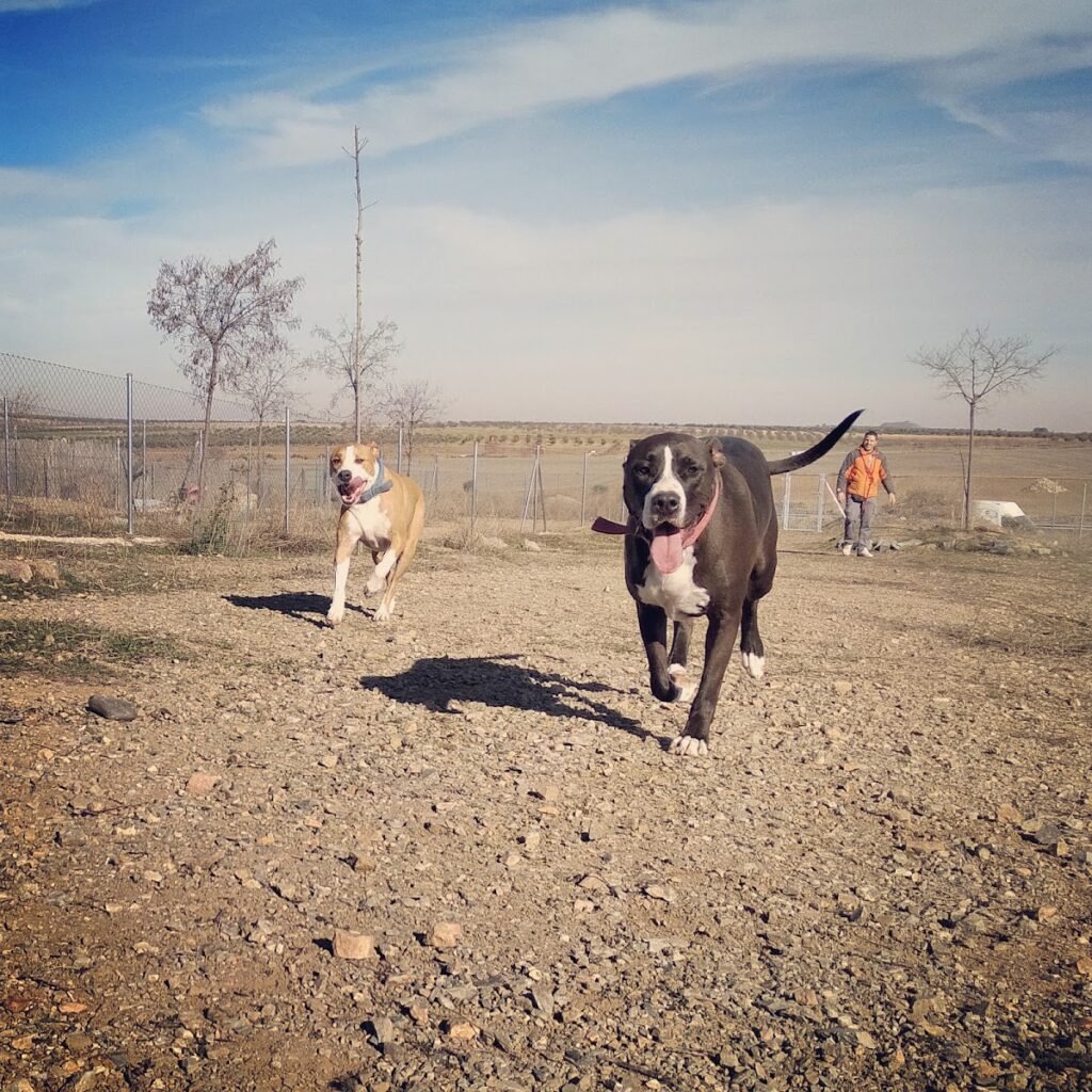 territorio canino