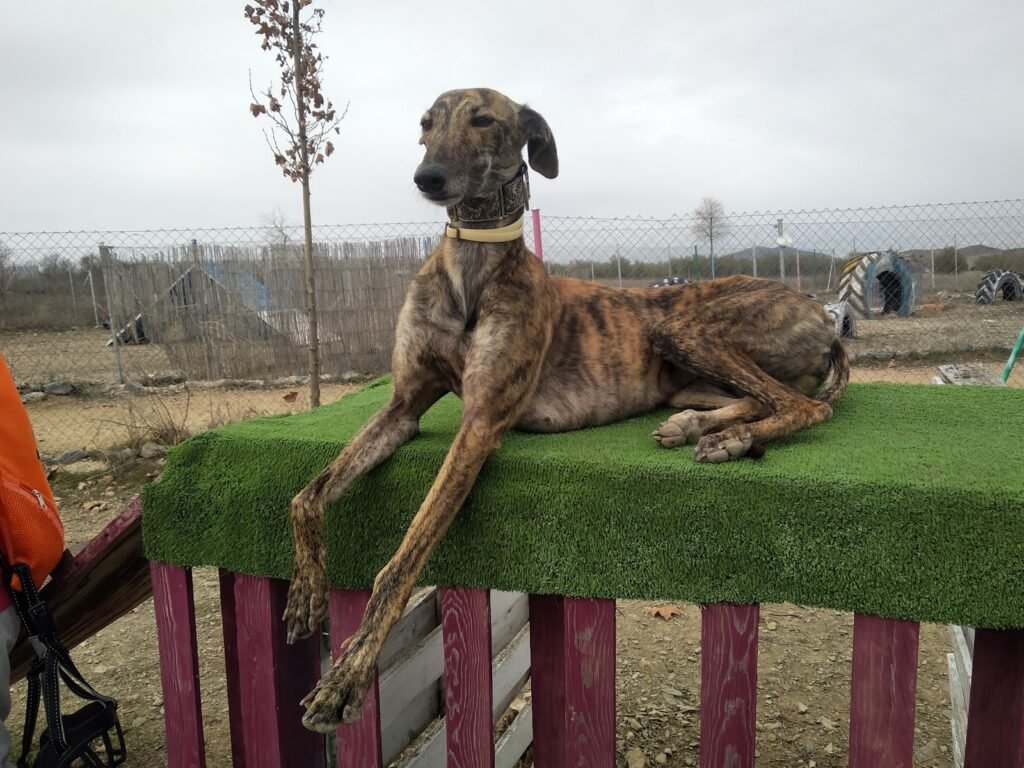 territorio canino