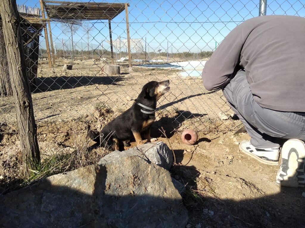 territorio canino