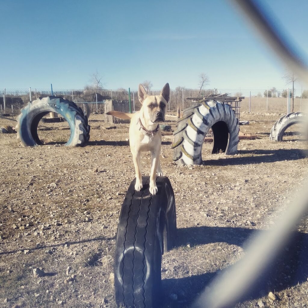 territorio canino