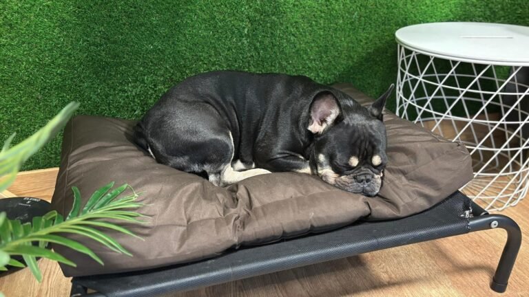 Hotel Canino The Dogg Hotel & Spa – residencia canina en Madrid