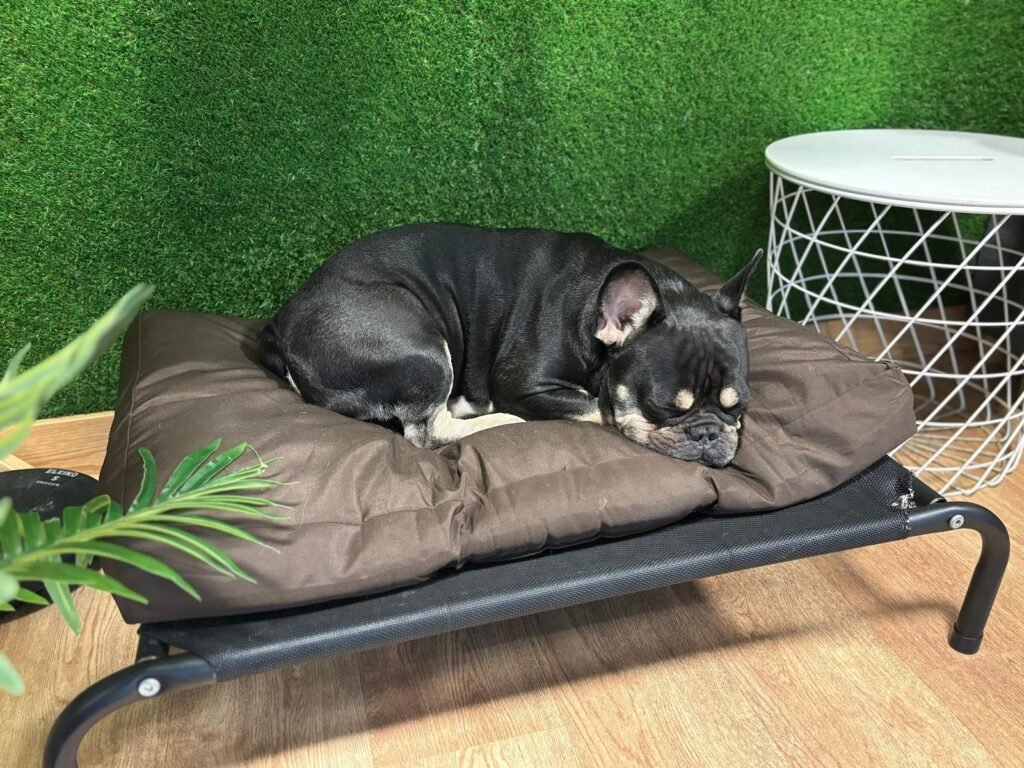 the dogg hotel & spa