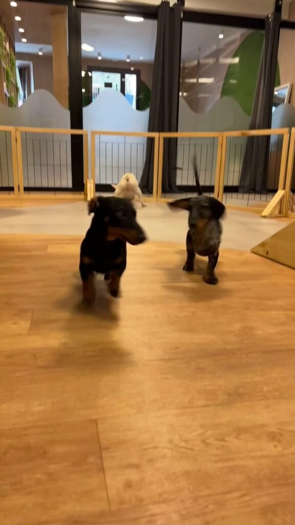 the dogg hotel & spa
