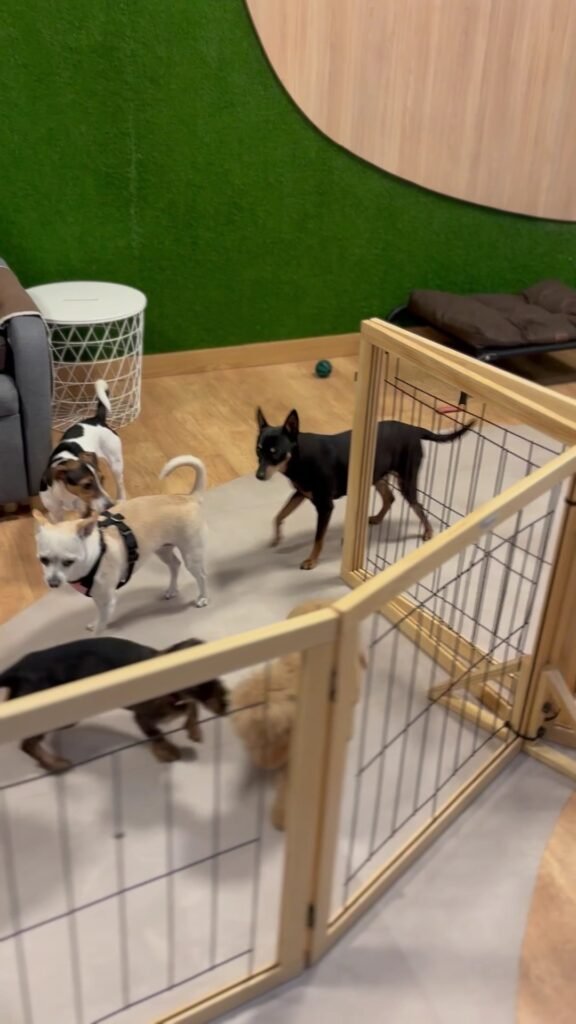 the dogg hotel & spa