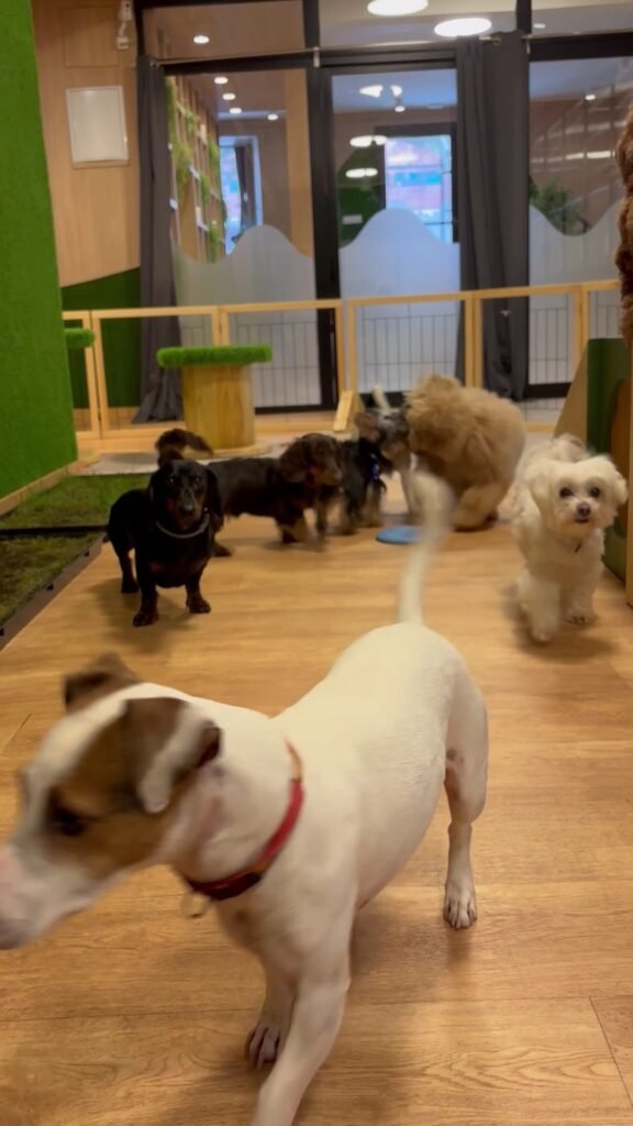 the dogg hotel & spa