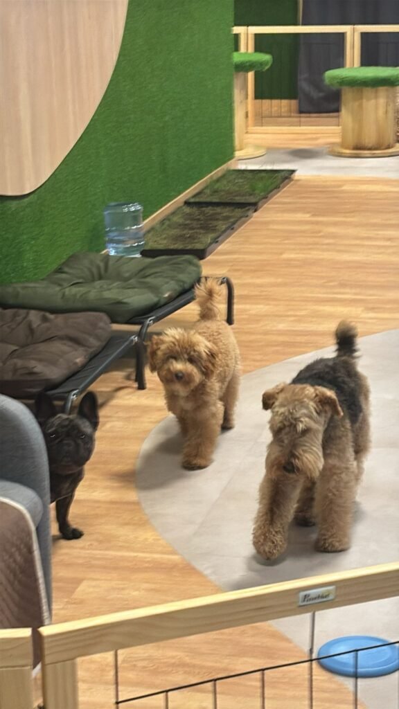 the dogg hotel & spa