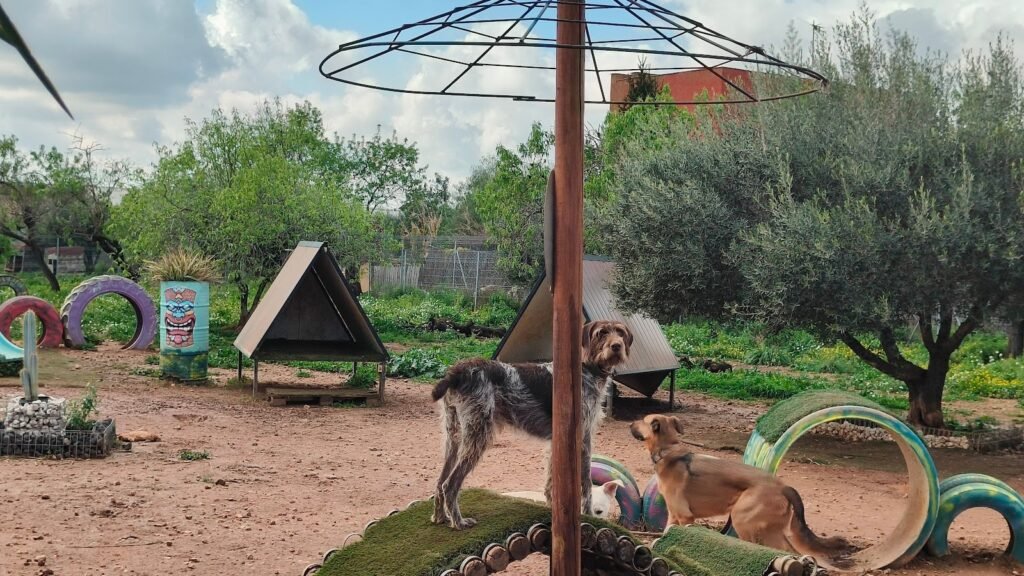Residencia Canina Tiki Ohana – residencia canina en Tarragona